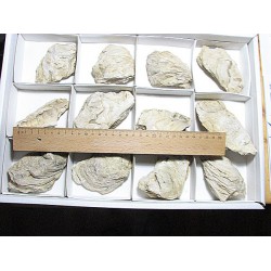 Austern, Fossil 12 Stück